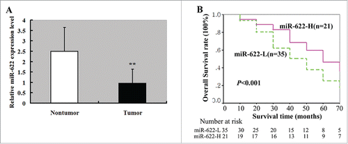 Figure 1. miR-622 expression in HCC tissues and its relevance to overall survival of HCC patients. (A) qRT-PCR showed that miR-622 was downregulated in HCC tissues compared with the adjacent noncancerous liver tissues. **, P < 0.01. (B) Kaplan–Meier curves for overall survival analysis by miR-622 expression in patients of HCC. P value was obtained by a log-rank test.