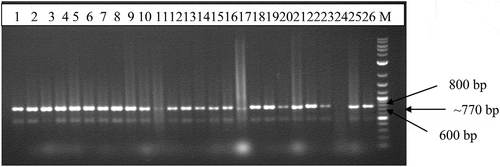 Figure 3. Image of electrophoresis of total PCR product on 1.5% agarose gel generated using primer pair JSP001/002 that detect ACMV. M-1.0 kb molecular marker; Lanes represent CMD-affected leaf samples collected from the various locations in southern Ghana