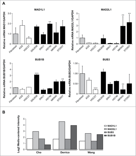 Figure 1. Relative levels of mRNA transcripts for the individual components of SAC. (A) Real-time q-PCR was performed to measure the relative levels of MAD1L1, MAD2L1, BUB1B, BUB3 mRNAs in the 7 GC cell lines established from primary tumor (white bars) and disseminated tumor (black bars). Each gene was normalized with GAPDH. Data are shown as relative to CCD18-Co, and the statistical significance was evaluated with ANOVA. ** P < 0.05 and *** P < 0.001. (B) Selected datasets from the Oncomine cancer microarray database were used to determine the alternations of MAD1L1, MAD2L1, BUB3 and BUB1B in mRNA expression levels. The graph represents the fold in gastric intestinal type adenocarcinoma versus normal gastric tissue based on studies reported by Cho et al., Derrico et al. and Wang et al. P < 0.001.