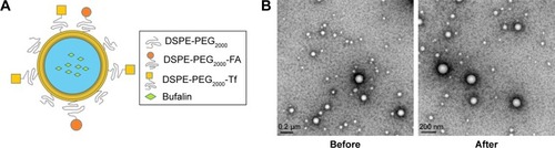 Figure 1 A schematic diagram of the structure of nanoliposomes (A); Transmission electron microscope of (FA+Tf) BF-LPs before and after storage (50,000×) (B).Abbreviations: FA, folic acid; Tf, transferrin; BF, bufalin; LP, liposome.
