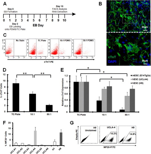 Figure 2. Undifferentiated ES cells show greatest cardiac differentiation on rigid substrates. (A) Timeline of culture and analysis of ES-derived cardiomyocytes from stiffness culture. (B) Fluorescent staining of cTnT (green) on adherent EBs shows organized striation patterns and is a suitable marker for analysis. (C) Representative FACS analysis profiles and (D) cumulative data of cTnT+ cells demonstrate a correlation between high rigidity and cardiac proliferation from a pluripotent state (n = 5). (E) qRT-PCR analysis of cultured cells for cTnT mRNA expression relative to GAPDH shows that the rigidity of the 2D substrate determines cardiac induction in both murine (n = 4) and human (n = 3) ES cell lines. FACS quantification of MF20+ cells in day 15 EB generated from indicated human ES cell lines (F). Representative FACS profiles show induction of MF20+ cardiomyocytes at day 15 of EB formation (G). All values are mean ±SD, where ∗ indicates p-value < 0.05 and ∗∗ indicates p-values < 0.01.