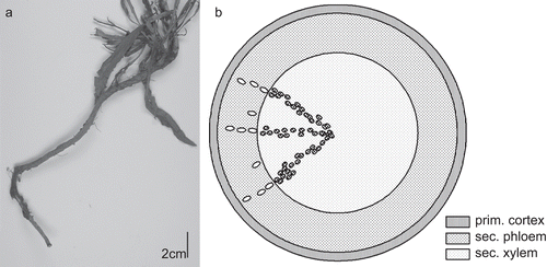 Figure 6.  (A) Taproot of C. intybus. (B) Schematic view of C. intybus root in transverse section: secondary root: small ellipses mark the laticifers, dots within xylem are vessels.