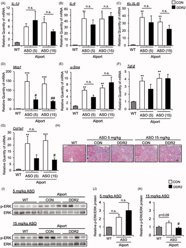 Figure 4. DDR2 ASO did not affect inflammatory and fibrosis gene expression in Alport mice. Total RNA was isolated from kidney tissues of 24-week-old mice. Quantitative RT-PCR was performed to evaluate the expression of the indicated (A-D) cytokines and (E-G) renal fibrosis markers. The data were normalized to Gapdh. Bars indicate the mean ± S.E. (n = 5–6). *p<.05, **p<.01, ***p<.001 vs WT; #p<.05, ##p<.01 vs CON ASO, assessed by Dunnett’s test. (H) Masson-Trichrome staining of renal section of 24-week-old mice was performed. Scale bar, 100 µM. (I) Immunoblots of protein lysates from whole kidneys of WT and AS mice were probed with phosphorylated ERK (p-ERK) or ERK antibodies. (J,K) The p-ERK expression was quantified by multi gauge software and normalized with basal ERK. Bars indicate the mean ± S.E. (n = 4). #p<.05 vs CON ASO, assessed by Dunnett’s test.