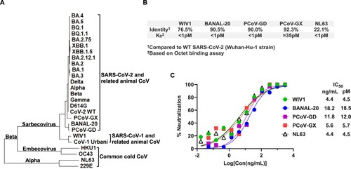 Figure 5. Neutralization of emerging animal CoV and NL63 by mACE2-IgM decamer (A) Phylogenetic tree of spike proteins of alpha and beta CoVs including major variants of SARS-CoV-2, SARS-CoV-1, and the closely related animal CoVs, and four human common cold CoVs. (B) Sequence identity of the spike of WIV-1, BANAL-20, PCoV-GD, PCoV-GX, and NL63 viruses with WT SARS-CoV-2 and the KD of mACE2-IgM binding derived from BLI assay. (C) Pseudovirus neutralization against WIV-1, BANAL-20, PCoV-GD, PCoV-GX, and NL63 by mACE2-IgM. IC50 values were calculated based on four parameter curve fitting.