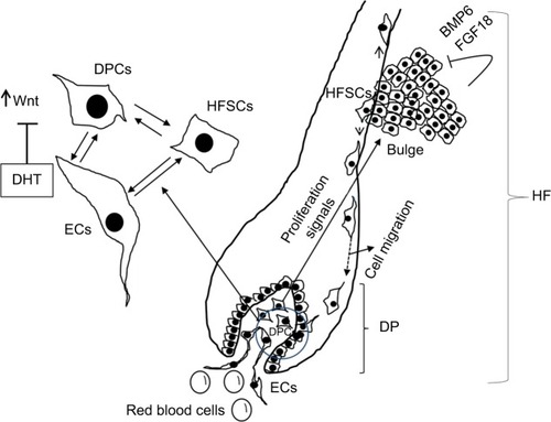 Figure 1 Diagram of the HF and factors involved in hair regeneration.