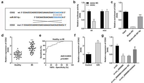 Figure 7. MiR-367-5p directly targets COX2 in H9c2 cells. (a) The binding site between COX2 and miR-367-5p. (b) Luciferase activity of COX2 3’‑UTR‑WT or MuT in H9c2 cells (n = 3). (c) RNA pull-down assay (n = 3). (d) COX2 was upregulated in patients with MI. (e) ROC analysis for the distinction between patients with MI and healthy controls. (f) The COX2 level in H/R-treated H9c2 cells was analyzed by qRT-PCR (n = 3). (g) The relationship among circ_0000080, miR-367-5p, and COX2 (n = 3). **p < 0.01, ***p < 0.001, #p < 0.05.