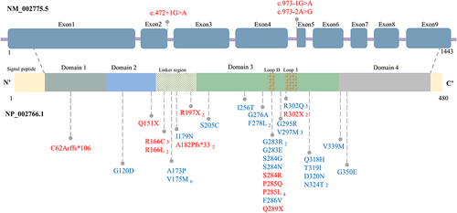 Figure 3 Variant sites of pathogenic and likely pathogenic symptomatic HTRA1 variant carriers. In NP_002766.1, Domains 1–4 are insulin-like growth factor binding protein, Kazal-type serine protease inhibitor, trypsin-like serine protease, and PDZ domains, respectively. The corner numbers indicate the number of probands at the particular site. According to ACMG guidelines, red represents a pathogenicity rating of pathogenic, and blue represents a pathogenicity rating of likely pathogenic.