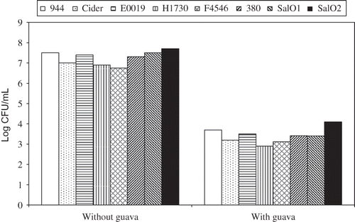 Figure 2 Inhibition of E. coli O157:H7 and Salmonella in the presence of guava extract (5%) in Brain Heart Infusion broth.