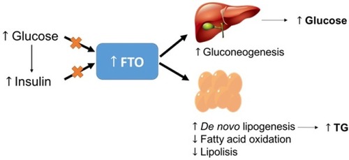 Figure 2 Impairments in the regulation of insulin and glucose may cause an increase in hepatic FTO expression.