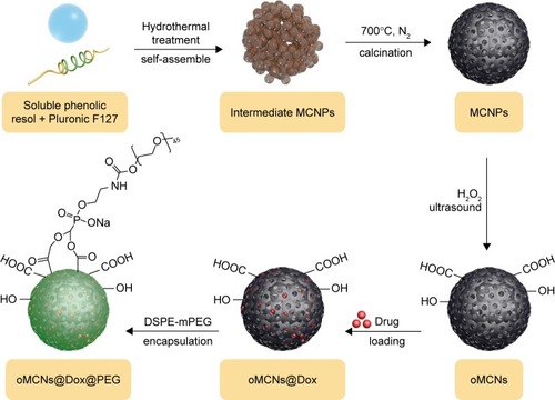 Figure 2 Synthesis, drug loading, and surface modification of MCNPs.Abbreviations: MCNPs, mesoporous carbon nanoparticles; DSPE, 1,2-distearoyl-sn-glycero-3-phosphoethanolamine; mPEG, methoxy polyethylene glycol; oMCNs, oxidized mesoporous carbon nanospheres; Dox, doxorubicin; PEG, polyethylene glycol.