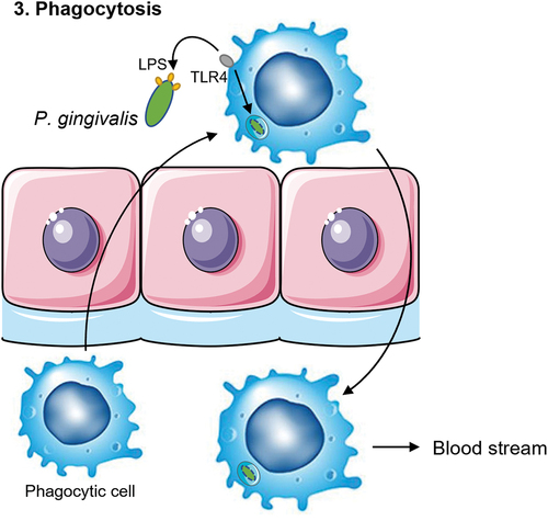Figure 3. Schematic overview of the third mechanism of translocation. P. gingivalis is recognized by phagocytic cells such as macrophages, monocytes or dendritic cells. Toll-like receptor 4 (TLR4) recognizes the lipopolysaccharide (LPS) of P. gingivalis and subsequently phagocytoses the bacterium. Then, the phagocyte will travel back to the blood stream with P. gingivalis inside, as a ‘Trojan Horse’ mechanism.