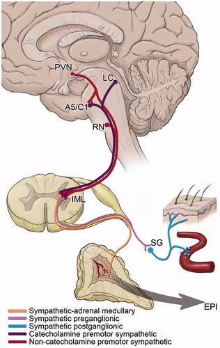 Figure 3. Neural pathways regulating the sympathetic-adrenal medullary system response to stress. Depicted in this illustration are sympathetic postganglionic projections to skin and a section of a blood vessel, where norepinephrine is released from nerve terminals (blue dots), and sympathetic preganglionic projections to the adrenal medulla, where epinephrine (EPI) is released into the circulation from chromaffin cells. PVN: paraventricular nucleus of the hypothalamus; LC: locus coeruleus; A5/C1: A5 noradrenergic and C1 adrenergic cell groups; RN: raphe nuclei; IML: intermediolateral cell column of the spinal cord; SG: sympathetic ganglion; EPI: epinephrine.