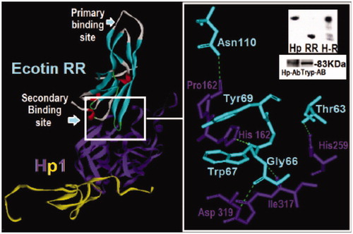 Figure 4. Structural analysis of the dimeric HP and ecotin-RR theoretical complex. Only one HP1 monomer (HP1a and HP1b) is depicted for clarity. HP1a is in yellow and HP1b in purple whereas ecotin β-strands are shown in light blue, α-helices in red and extended regions in light gray. The region of the interaction of ecotin-RR secondary binding site and HP1 residues are zoomed and show the hydrogen bonds (light green traces) formed on the right. Inset: Native PAGE of HP and ecotin-RR incubation leading to the complex H-R formation (up) and the Western-blotting assay using HP and Trypsin antibodies to recognize HP1 alone (down), reinforcing that HP is a Trypsin-related protein probably at both 3D-folding structure and immunogenic levels. See the colored picture on the online version.