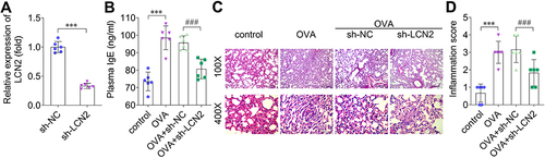 Figure 2 Knockdown of lipocalin 2 (LCN2) improves the pathological changes that occur due to asthma. (A) LCN2 levels in the peripheral blood samples of mice were measured using quantitative reverse transcription PCR (qRT-PCR) after sh-NC and sh-LCN2 were intravenously injected into the mice. (B) Plasma IgE levels in the mice of each group. (C) Histopathology of lung tissue samples was assessed using hematoxylin and eosin (H&E) staining. (magnification: 100×, scale bar: 200 μm; magnification: 400×, scale bar: 50 μm). (D) Inflammation score; n=6. Data were analyzed using Student’s t-test in (A) and using one-way ANOVA in (B–D). ***P<0.001. ###P<0.001.