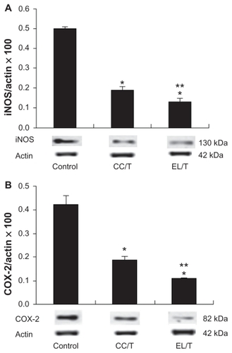 Figure 6 Alterations of (A) iNOS and (B) COX-2 levels in NC/Nga mouse skin after topical application of HST formulations: control, CC/T and EL/T.Notes: The levels were determined by Western blotting. Bar represents SD (n = 3), and the statistical analysis was performed using the t test (*P < 0.05 versus control;**P < 0.05 versus CC/T).Citation34Abbreviations: CC/T, Tat-admixed conventional cream; EL/T, Tat peptide-admixed elastic liposomes; HST, hirsutenone.