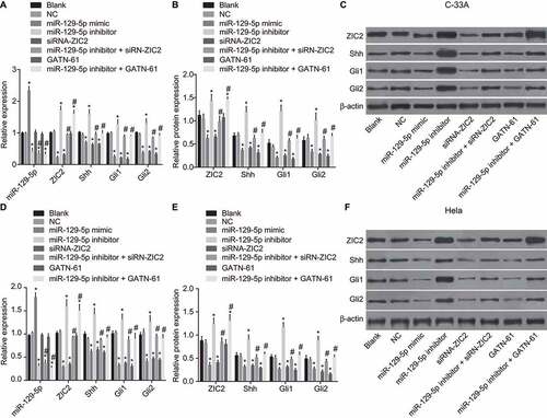 Figure 5. RT-qPCR and western blotting illustrate the inhibition of the mRNA and protein levels of ZIC2, Shh, Gli1, and Gli2 by miR-129-5p.Note: A, miR-129-5p level and mRNA levels of Shh, Gli1 and Gli2 in C-33A cell line; B, protein levels of ZIC2, Shh, Gli1 and Gli2 in C-33A cell line; C, protein bands of ZIC2, Shh, Gli1 and Gli2 in C-33A cell line; D, miR-129-5p level and mRNA levels of Shh, Gli1 and Gli2 in Hela cell line; E, protein levels of ZIC2, Shh, Gli1 and Gli2 in Hela cell line; E, protein bands of ZIC2, Shh, Gli1 and Gli2 in Hela cell line; NC, negative control; miR-129-5p, microRNA-129-5p; ZIC2, zinc finger protein of the cerebellum 2; Shh, sonic Hedgehog; Gli, glioma-associated oncogene family zinc finger; RT-qPCR, reverse transcription-quantitative polymerase chain reaction; *, p < 0.05 compared with the blank and NC groups; #, p < 0.05 compared with the miR-129-5p inhibitor group.