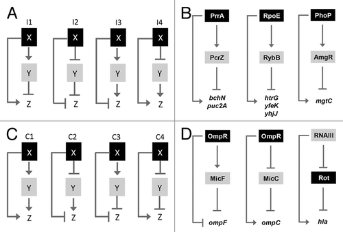 Figure 2. (A and C) Structure and regulatory output of incoherent and coherent FFL motifs. Four different types (I1-I4 and C1-C4) are depicted, where X and Y refer to transcription factors (black boxes) and small RNAs (gray boxes), respectively. Z reflects target genes of X and Y, modified from Mangan and Alon.Citation9 In the case of the RNAIII FFL, Rot stands on one hand for the rot mRNA, repressed by RNAIII, on the other hand for the Rot protein, repressing hla. (B) Schematic picture of the PrrA/PcrZ, RpoE/RybB and PhoP/AmgR mixed incoherent FFLs in R. sphaeroides, E. coli and S. enterica, respectively. (D) Schematic picture of mixed coherent FFLs. The OmpR-based and RNAIII-based FFLs from E. coli and S. aureus, respectively, are depicted.