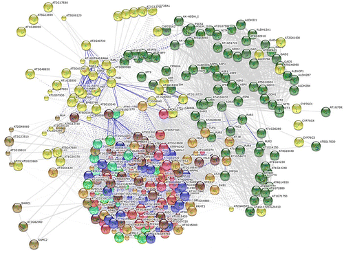 Figure 9. Interactive network view of predicted CYP proteins using the STRING 9.1 tool.