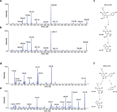 Figure 4. (a) HPLC-MS/MS product ion spectrum of a DXN (m/z 355) standard spiked in fecal matrix in negative ion mode. (b) HPLC-MS/MS product ion spectrum of DXN in negative ion mode from fecal samples of participant 115 at two weeks. (c) Proposed structures for the major MS/MS product ions of DXN in negative ion mode. (d) HPLC-MS/MS product ion spectrum of DDXN (m/z 341) in negative ion mode after incubation of 8 PN with Eubacterium ramulus.Citation1 (e) HPLC-MS/MS product ion spectrum of DDXN in negative ion mode from fecal samples of participant 101 at two weeks. Contamination by additional fragment ions originate from molecular ions of m/z 341 in feces that co-elute with DDXN. (f) Proposed structures for the major MS/MS product ions of DDXN in negative ion mode.
