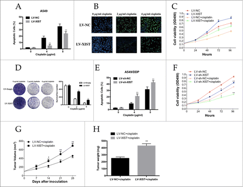 Figure 2. The LncRNA XIST promotes human lung adenocarcinoma cells to cisplatin resistance. (A) Flow cytometry analysis of apoptosis of XIST overexpression A549 cells in combination with increasing concentrations of cisplatin (0.0, 4.0, and 8.0 µg/ml); (B) TUNEL assay for cell apoptosis of XIST overexpression A549 cells in combination with increasing concentrations of cisplatin (0.0, 2.0, and 4.0 µg/ml); (C) MTT assay of XIST overexpression A549 cells proliferation with or without 2 µg /ml cisplatin; (D) Colony formation analysis of cell proliferation in combination with increasing concentrations of cisplatin (0.0, 2.0, and 4.0 µg/ml); (E) Flow cytometry analysis of apoptosis of XIST knockdown A549 cells in combination with increasing concentrations of cisplatin (0.0, 4.0, and 8.0 µg/ml); (F) MTT assay of XIST knockdown A549 cells proliferation with or without 2 µg /ml cisplatin; (G) Tumor volumes and (H) tumor weights from xenografts with XIST overexpression A549 cells and negative control A549 cells. *P < 0.05, **P < 0.01.