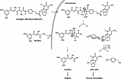 Figure 4 Design and proposed mechanism of conversion of double-drugs to d4T and IN inhibitor: Hydrolysis of the peptide linkage between the amino acid residue (L-alanine) and the PABC spacer.
