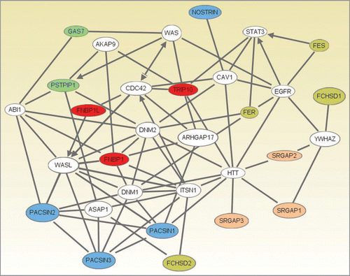 Figure 2 An interaction network between several F-BAR domain-containing proteins generated using Ingenuity Pathway Analysis (Ingenuity® Systems, www.ingenuity.com). Genes or gene products are represented as nodes, and the biological relationship between two nodes is represented as a line. All lines are supported by at least one reference from the literature, from a textbook, or from canonical information stored in the Ingenuity Pathways Knowledge Base. Human, mouse and rat orthologues of a gene are stored as separate objects in the Ingenuity Pathways Knowledge Base, but are represented as a single node in the network. The F-BAR domain-containing proteins are colored according to their categorization into one of five subfamilies. Subfamilies (colour): 1, pink; 2, olive; 3, red; 4, blue; 5, green, see text for details. Network Generation. A data set containing identifiers for the F-BAR domain-containing proteins was uploaded into Ingenuity Pathway Analysis (Ingenuity Systems, www.ingenuity.com). The identifiers were mapped to their corresponding gene objects in the Ingenuity Pathways Knowledge Base. Networks of these genes were then algorithmically generated based on their connectivity. All five generated networks were merged and the resulting network was grown to form a larger network, using the all molecules option. Molecules that do not directly interact with F-BAR domain-containing proteins were removed. From the 20 F-BAR domain-containing genes that were found in the merged networks, PSTPIP2, FCHO2, FCHO1 and ARHGAP4 were removed as they were linked to the rest of the network by only a single line via genes that are non-specifically connected to several hundreds of other genes.