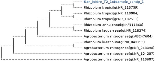 Figure 5. The dendrogram shows the genetic diversity of isolates with accession numbers based on 16S rRNA sequence analysis.