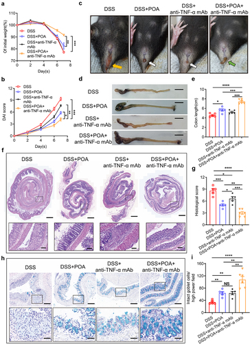 Figure 7. Oral administration of palmitoleic acid (POA) enhances therapeutic effects of anti-TNF-α mAb against colitis in mice.