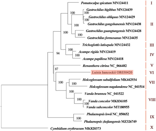 Figure 3. The maximum-likelihood tree based on complete chloroplast genome sequences of Luisia hancockii and 17 species of subtribe Aeridinae, with Cymbidium erythraeum as the outgroup species. The numbers next to the nodes indicate bootstrap support values. NCBI accession numbers of each genome are shown in the figure. The following sequences were used: V. subconcolor MT180955 (Liu, Tu, Zhang, et al. 2020), Pomatocalpa spicatum MN124411 (Liu, Tu, Zhao, et al. Citation2020), Gastrochilus bigibbus MN124439 (Liu, Tu, Zhao, et al. Citation2020), G. obliquus MN124429 (Liu, Tu, Zhao, et al. Citation2020), G. gongshanensis MN124438 (Liu, Tu, Zhao, et al. Citation2020), G. guangtungensis MN124428 (Liu, Tu, Zhao, et al. Citation2020), G. formosanus MN124435 (Liu, Tu, Zhao, et al. Citation2020), Trichoglottis latisepala MN124432 (Liu, Tu, Zhao, et al. Citation2020), Acampe rigida MN124419 (Liu, Tu, Zhao, et al. Citation2020), A. papillosa MN124418 (Liu, Tu, Zhao, et al. Citation2020), Renanthera citrina NC_066482 (Xiao et al. Citation2022), Holcoglossum subulifolium MK442934 (Li et al. Citation2019), H. nagalandense NC_041514 (Li et al. Citation2019), Vanda brunnea NC_041522 (Li et al. Citation2019), V. concolor MK836105 (Chen et al. Citation2019), Phalaenopsis lowii NC_050652 (Wang et al. Citation2019), P. zhejiangensis MZ326749 (Jiang et al. Citation2021), and Cymbidium erythraeum MK820373 (Huang et al. Citation2019).