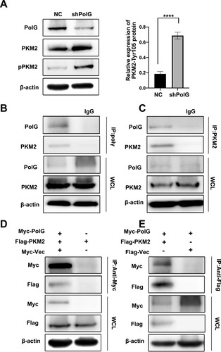 Figure 3 PolG inhibits PKM2 phosphorylation by interactions with PKM2. (A) Western blot (WB) analysis of the total and Tyr105 phosphorylation of PKM2 in stable PolG-silencing SGC7901 cells. Quantification of protein expression (Tyr105 phosphorylation of PKM2) is shown in (A) normalized to β-actin. Data are shown as the mean ± S.E.M. of n ≥ 3 technical replicates and are representative of three independent experiments, ****P < 0.0001. (B, C) Co-immunoprecipitation (Co-IP) of endogenous PolG with PKM2 in SGC7901 cells is illustrated. Cell lysates were subjected to Co-IP using anti-PKM2 (rabbit) or anti-PolG(mouse) and unrelated rabbit (or mouse) IgG as a control. Precipitates were subjected to WB analysis with anti-PolG or anti-PKM2. A portion of the whole-cell lysates (WCLs) of the input for Co-IP were subjected to IB analysis. (D, E) SGC7901 cells were co-transfected with expression plasmids encoding Myc-tag or Myc-tagged PolG, and Flag-tagged PKM2 as indicated. Cells were lysed and subjected to Co-IP with an anti-Myc (or anti-Flag) antibody. The resulting precipitates were subjected to WB analysis with anti-Flag (or anti-Myc) antibody. A portion of the WCLs of the input for Co-IP were also subjected to IB analysis.