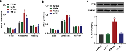 Figure 3. Effect of exercise training on the expression and function of AT1R in obese Zucker rats. Lean and obese Zucker rats were exercised or placed on a nonmoving treadmill for 8 weeks. Urine flow (a) and urinary sodium excretion (UNaV) (b) were recorded during the vehicle or candesartan (10 μg/kg/minute) infusion via the jugular vein of rats. *p < .05 vs lean rats within the same treatment and #p < .05 vs obese rats within the same treatment using one-way ANOVA followed by Newman-keuls post hoc test. (c) AT1R protein expressions were determined by immunoblotting. Data were expressed as the means ± SD (n = 6/group). *p <.05 vs others. LZ+Sed, lean Zucker+Sedentary; LZ+Ex, lean Zucker+Exercise; OZ+Sed, obese Zucker+Sedentary; OZ+Ex, obese Zucker+Exercise.