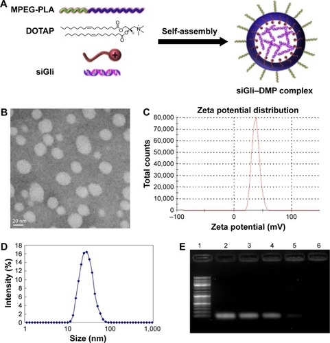 Figure 1 Preparation and characterization of DMP.Notes: (A) Preparation of the DMP and Gli1si complex: first, a novel gene carrier was prepared with a self-assembly method. MPEG-PLA and DOTAP were assembled into a new gene carrier – DOTAP/MPEG-PLA micelles (DMP). Then Gli1 siRNA was transported into cancer cells by DMP; (B) particle size of DMP; (C) zeta potential of DMP; (D) morphological characteristics of DMP by TEM observation; (E) gel retardation assay of siRNA and complexes. Lane 1, DNA marker; lane 2, naked siRNA; lanes 3–6, different weight ratios of siRNA with DMP (1:10; 1:25; 1:50, and 1:100). siRNA was completely incorporated into DMP at a weight ratio of 1:50 and complexes were prepared without free siRNA.Abbreviations: DOTAP, 1,2-dioleoyl-3-trimethylammonium-propane (chloride salt); MPEG-PLA, methoxy poly(ethylene glycol)-poly(lactide) copolymer; DMP, 1,2-dioleoyl-3-trimethylammonium-propane and methoxy poly(ethylene glycol)-poly(lactide) copolymer; TEM, transmission electron microscopy.