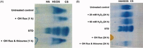 Figure 3. Cellulose acetate electrophoresis assessment of GAG content in gingival proteoglycans following ROS treatment for (A) 1 h and (B) 24 h. STD, commercial GAG standard; HA, hyaluronan; HS, heparan sulfate; DS, dermatan sulfate; CS, chondroitin sulfate. n = 3 independent experiments. For all analyses, electrophoretic profiles from one representative experiment of three are shown.