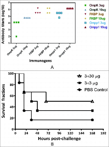 Figure 4. Mouse immunogenicity studies of individual antigens. (A) Groups of C57BL/6 mice (n = 4) were intramuscularly immunized with either 3 or 10 μg of individual antigen (OmpK, FK1B and Ompp1) formulated with CFA/IFA adjuvant, or PBS on day 0, 14 and 21. At day 42, blood samples were collected and tested against each immunogen. Serum IgG antibody titers are reported. (B) Survival curves of C57BL/6 mice immunize with Ommp1. Groups of C57BL/6 mice (n = 5) were subcutaneously immunized with either 3 or 30 μg of Ommp1 formulated with CFA/IFA adjuvant, or PBS on day 0, 14 and 21. At day 42, the mice were challenged with 5 × 107 CFU of freshly grown A. baumannii ATCC17978. The survival rates of mice were recorded.