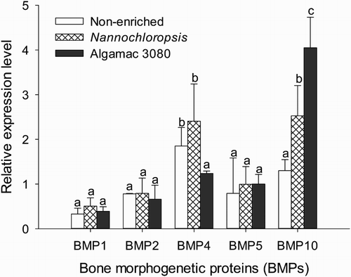 Figure 1. Relative expression levels of BMPs in golden pompano larvae fed enriched and non-enriched Artemia nauplii.