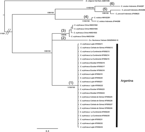 Figure 4. Bayesian inference trees of Callosciurus genus. Tree derived from citochrome oxidase c subunit I (COI). Numbers next to branches are Bayesian posterior probabilities, jackknife support values followed by bootstrap values, respectively. Numbers between brackets on a branch that defines a clade correspond to the groups obtained with the Automatic Barcode Gap Discovery (ABGD) method for the marker.