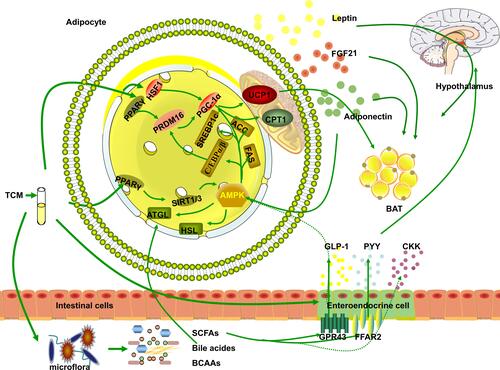 Figure 1 Basic Research on TCM in the Treatment of Obesity. The three pathways of TCM in obesity treatment to: 1. By affecting the composition of intestinal microflora, regulation of intestinal metabolites (SCFAs, bile acids, and BACC) directly affects the roles of metabolites in obesity or indirectly increases the secretion of hormones by endocrine cells (GLP-1, PYY, and CKK) that regulate the hypothalamus, affect appetite and attenuate obesity. 2. AMPK is activated to regulate lipid metabolism or upregulate BAT-related genes in WAT to promote the browning of WAT and thermogenic fat activation. 3. Directly or indirectly promote fat tissue secretion of leptin, adiponectin, FGF21, GLP-1, and PYY to promote lipid metabolism and/or affect appetite by regulating the hypothalamus.