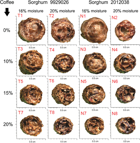 Figure 2. Images from 16 extrusion treatments from mixes of two sorghum genotypes, four coffee powder levels, and two moisture contents.