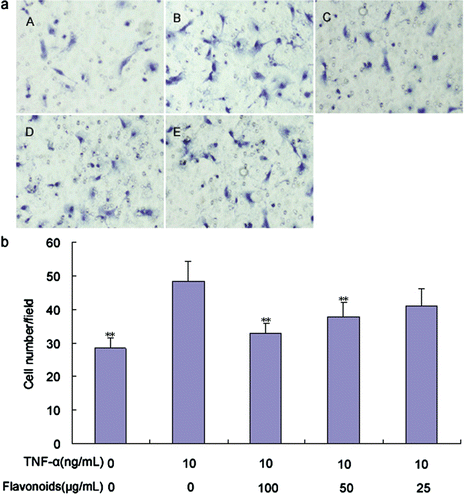 Figure 4. Effect of total flavonoids from Dracocephalum moldavica on TNF-α-induced rat VSMCs migration. VSMCs migration was assayed by using a modified Boyden’s chamber method with the Transwell system. (A) The representative images of VSMCs migration in different groups. (i) Cells with no treatment; (ii) cells treated with TNF-α (10 ng/mL); (iii) cells treated with TNF-α (10 ng/mL) and total flavonoids (100 μg/mL); (iv) cells treated with TNF-α (10 ng/mL) and total flavonoids (50 μg/mL); (v) cells treated with TNF-α (10 ng/mL) and total flavonoids (25 μg/mL). (B) VSMCs migration capacity was identified by the average number of stained cells. Values are represented as mean ± SEM (n = 6). Asterisk indicates a significant difference as compared to TNF-α alone group. *p < 0.05; **p < 0.01.