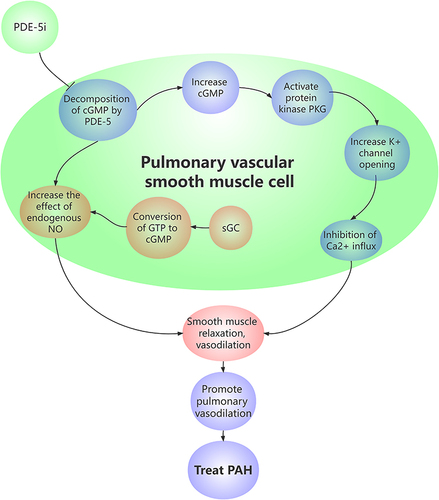 Figure 3 The molecular mechanism of PDE-5i in the treatment of PAH.