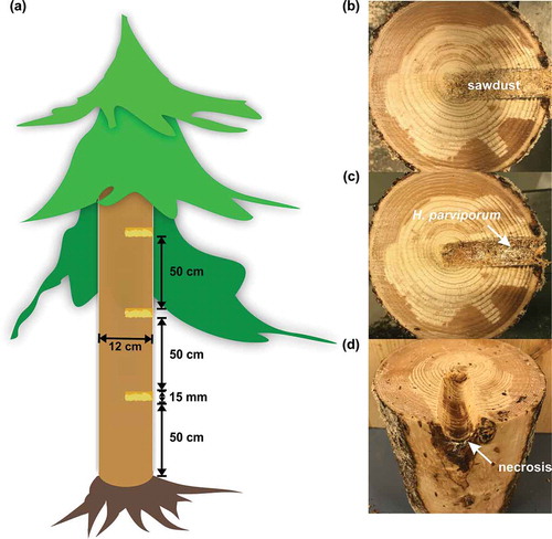 Figure 1. Inoculation and harvesting of samples. (a) Illustration of field inoculation. (b) Inoculated holes filled with sawdust pre-colonized by H. parviporum. (c) Area surrounding the inoculated holes after harvesting of sawdust. The arrow indicated the necrotrophic growth of H. parviporum (d) Stem after harvesting of the area surrounding the inoculated holes. The arrow indicated the necrosis caused by fungal infection.