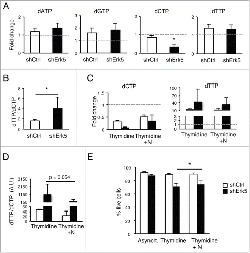 Figure 4. Low thymidine concentration decreased dCTP levels in shErk5 cells. (A) dNTP levels in shCtrl and shErk5 cells after 24 h treatment with 100 µM thymidine. All values are normalized to the asynchronous control condition which has been given an arbitrary value of 1.0 (dotted gray line), n=4. (B) dTTP:dCTP ratio after 18 h treatment with thymidine, n=4. (C) The addition of 1 µM deoxynucleosides (N: dA + dC + dG) rescues dCTP levels and decreases subG1 fraction in shERK5 cells. dNTP levels in shCtrl and shERK5 cells after 18 h treatment with 2.5 mM thymidine with or without the addition of deoxynucleosides. All values are normalized to the asynchronous control condition, which has been given an arbitrary value of 1.0 (dotted gray line), n=4. (D) dTTP:dCTP ratio after 18 h treatment with thymidine or thymidine + deoxynucleosides. (E) Cell viability after 18 h treatment with thymidine or thymidine + deoxynucleosides, n=3. Pools of 2 shCtrl or 2 shERK5 cell lines were used in experiments (A-D). One shCtrl and one shERK5 cell lines were used in experiments (E). Student's t-test *p<0.05.