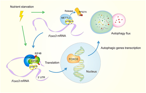 Figure 1. Upon nutrient starvation, the m6A reader YTHDF3 is upregulated, as well as the m6A writer METTL3, which is deubiquitinated and stabilized by releasing RPS27A. The m6A modifications at the CDS and 3’ UTR around the stop codon of Foxo3 are promoted by METTL3. Then YTHDF3 promotes FOXO3 translation by binding to these sites and recruiting EIF3A and EIF4B to the 5’ end of Foxo3 mRNA, forming mRNA loops. FOXO3 then transcriptionally activates core genes involved in autophagy, boosting this process.