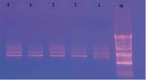 Figure 2. Gel image of RAPD-PCR bands amplified with OPA-13
