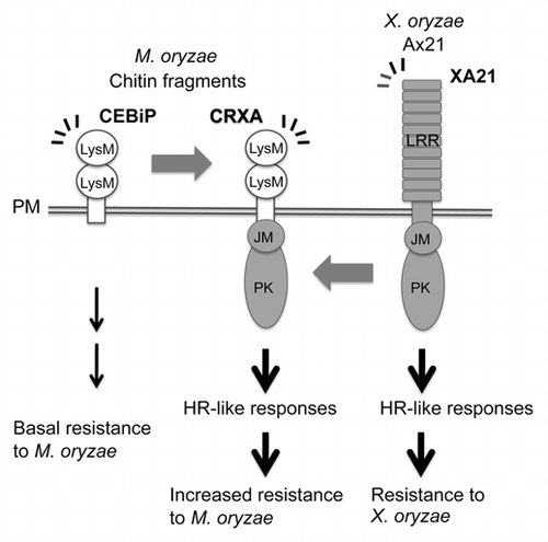 Figure 1 The chimeric receptor CRXA designed to combine high affinity of CEBiP for CE and the HR cell death-inducing ability of XA21.