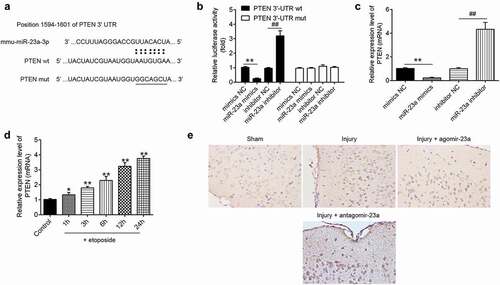 Figure 6. PTEN is a direct target of miR-23a in primary cortical neurons. A putative miR-23a-binding site exists in the 3ʹ-UTR of PTEN mRNA and 7-point mutations were generated in the binding site. (b) The relative luciferase activity of PTEN wild type or mutant 3ʹ-UTR in HEK 293 cells following transfection with the miR-23a mimics and miR-23a inhibitor. Data were represented as the mean ± SD of three independent experiments. **p < 0.01 vs mimics NC group; ##p < 0.01 vs inhibitor NC group. (c) Relative PTEN mRNA level was detected using qRT-PCR after transfection with miR-23a mimics and miR-23a inhibitor. Data were represented as the mean ± SD of three independent experiments. **p < 0.01 vs mimics NC group; ##p < 0.01 vs inhibitor NC group. (d) Primary cortical neurons were transfected with miR-23a mimics, miR-23a inhibitor, and 4 h later treated with 50 μM etoposide. The expression levels of PTEN were analyzed by qRT-PCR. Data were represented as the mean ± SD of three independent experiments. *p < 0.05, **p < 0.01 vs control group. (e) In the TBI mice model, at 15 min after injury, mice received a single intracerebroventricular injection (CVI) of miR-23a agomir or antagomir with a final concentration of 50 μM. The expression of PTEN in cerebral cortex tissues was measured by Immunocytochemistry after TBI (200× magnification).