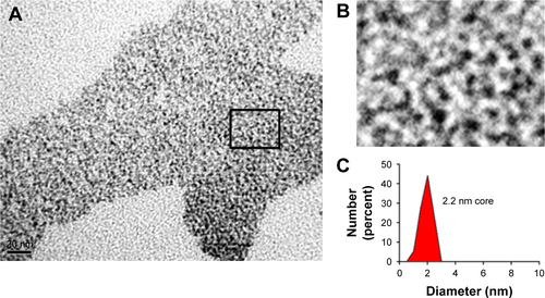 Figure S1 TEM image of rQDs-GSH.Notes: rQDs-GSH were observed by TEM microscopy and the core size was determined using ImageJ software. (A) TEM image of rQDs-GSH. (B) A threefold amplification of square shown in image A. (C) Quantification of electron-dense granule size (core of rQDs-GSH).Abbreviations: GSH, glutathione; QDs, quantum dots; rQDs-GSH, red QDs-GSH; TEM, transmission electron microscopy.