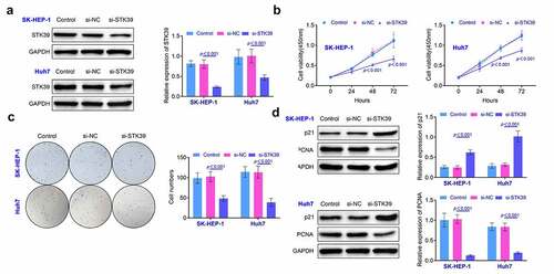 Figure 2. Knockdown of STK39 repressed the proliferation of HCC cells. (a) The expression of STK39 in HCC cells was determined with the western blotting. (b) Cell viability of HCC cells was detected with the CCK-8 assays. (c) The proliferation of HCC cells was determined with the clone formation assays. (d) The expression of p21 and PCNA in HCC cells was detected with the western blotting. Each experiment repeated for at least three times. **p < 0.01 vs. si-NC