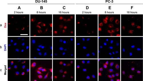 Figure 8 DU-145 (A, B, and C) and PC-3 (D, E, and F) cells were treated with Dox-RGD-GQDs for 2, 8, and 16 hours.Notes: (a) Dox excited by a 488 nm laser. (b) Cell nuclei stained with DAPI excited by a 405 nm laser. (c) Merged images of Dox and DAPI. Scale bar: 50 µm.Abbreviations: DAPI, 4′,6-diamidino-2-phenylindole; Dox, doxorubicin; GQDs, graphene quantum dots; RGD, arginine-glycine-aspartic acid.