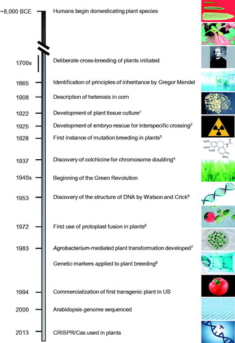 Figure 1. Timeline of major events in crop breeding. BCE, Before the Common Era; CRISPR/Cas, clustered regularly interspaced short palindromic repeats/CRISPR-associated protein; DNA, deoxyribonucleic acid; US, United States. References: 1Robbins, Citation1922; 2Laibach, Citation1925; 3Stadler, 1928 b; 4Blakeslee and Avery, Citation1937; 5Watson and Crick, Citation1953; 6Carlson et al., Citation1972; 7Caplan et al., Citation1983; 8Burr et al., Citation1983. Image sources: corn, John Doebley; hand pollination, tissue culture, wheat field, DNA fingerprinting, DNA sequence, and gene editing obtained from iStock; Gregor Mendel, wikipedia; wheat embryos, Andriy Bilichak, Agriculture and Agri-Food Canada; radiation, colchicine and double helix obtained from pngegg.com; protoplasts, Mnolf; petri dish, Udaya Subedi, Agriculture and Agri-Food Canada – Dr. Stacy Singer; tomato, pngfuel.com.